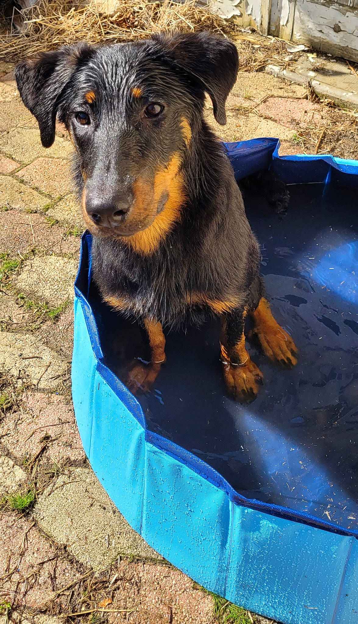 Jinx a rejoint le concours — aidez-le/la à gagner de superbes lots ! blue, canidae, carnivore, companion_dog, dog, dog_breed, electric_blue, fawn, fur, livestock, plant, snout, soil, sporting_group, terrestrial_animal, working_animal, working_dog