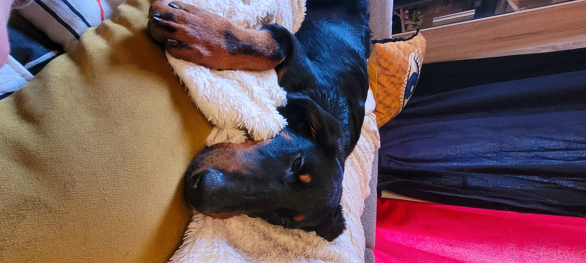 Jinx a rejoint le concours — aidez-le/la à gagner de superbes lots ! canidae, carnivore, comfort, companion_dog, dobermann, dog, dog_breed, ear, fawn, fur, guard_dog, liver, paw, pinscher, snout, sporting_group, toy_dog, whiskers, wood, working_animal