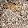 cat, bed, paisley_pattern, blanket, indoor, feline, resting, fur, animal, comfort, domestic, pet, patterned_textile, bedroom, relaxation, cute, cozy, sleepy, striped_cat, quiet