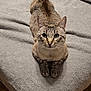 Noob is registered to the contest to win money with this photo: cat, tabby, pet, animal, feline, lying_down, blanket, bed, cozy, fur, whiskers, ears, tail, looking_at_camera, indoor, soft_texture, cute, domestic_cat, relaxed, curious