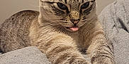 Noob joined the competition — help win amazing prizes! cat, tabby, stretching, tongue_out, feline, pet, indoor, cozy, blanket, gray, fur, whiskers, ears, paws, cute, animal, relaxing, face, closeup, mischievous