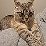 cat, tabby, stretching, tongue_out, feline, pet, indoor, cozy, blanket, gray, fur, whiskers, ears, paws, cute, animal, relaxing, face, closeup, mischievous