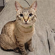 Noob is registered to the contest to win money with this photo: cat, tabby, blue_eyes, whiskers, ears, sitting, blanket, gray, indoor, pet, animal, fur, curious, close_up, cute, domestic_cat, collar, feline, soft_texture, alert