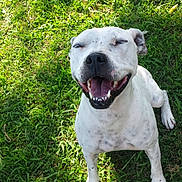 Grace is registered to the contest to win money with this photo: dog, white_dog, spotted_dog, grass, outdoor, happy, smiling, pet, canine, animal, sunlight, nature, greenery, sitting, tongue_out, close_up, daylight, joyful, playful, friendly