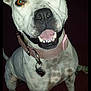 Grace is registered to the contest to win money with this photo: dog, white_dog, speckled, collar, heart_tag, happy, teeth, ears, brown_eyes, pet, domestic_animal, canine, close_up, indoor, animal, friendly, playful, smiling, fur, four_legs