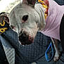 Grace joined the competition — help win amazing prizes! dog, white_dog, pink_hoodie, yellow_collar, car_interior, headrest_cover, sunflower_pattern, pet, animal, seat, window, leash, calm, curious, closeup, canine, transport, backseat, seat_cover, resting