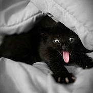 Tux joined the competition — help win amazing prizes! adorable, animal, black_cat, blanket, close_up, comfort, cozy, cute, fur, indoor, kitten, paw, pet, playful, resting, soft_texture, surprised, tongue_out, wide_eyes, young_cat