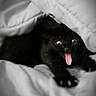 adorable, animal, black_cat, blanket, close_up, comfort, cozy, cute, fur, indoor, kitten, paw, pet, playful, resting, soft_texture, surprised, tongue_out, wide_eyes, young_cat