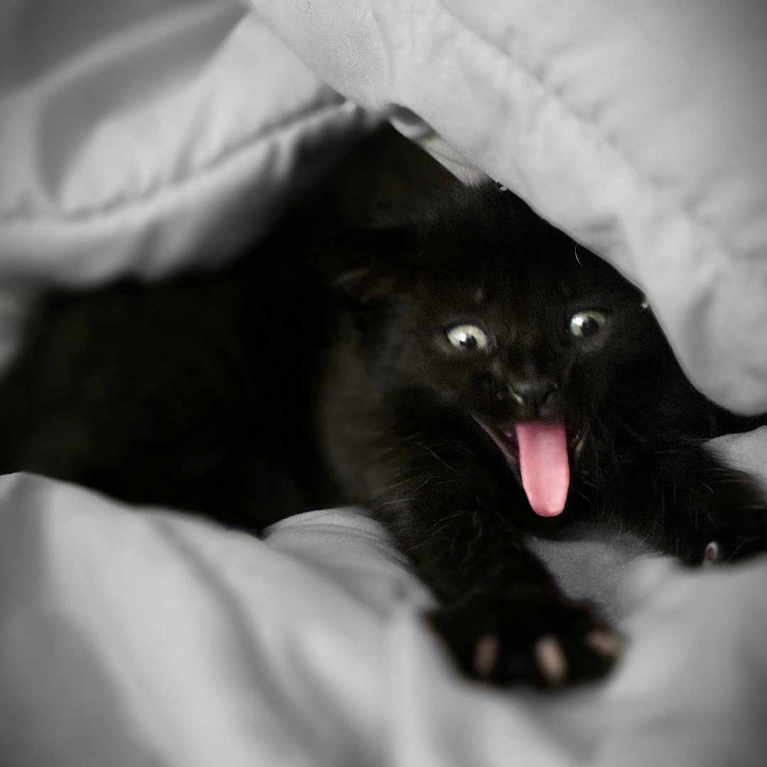 Tux