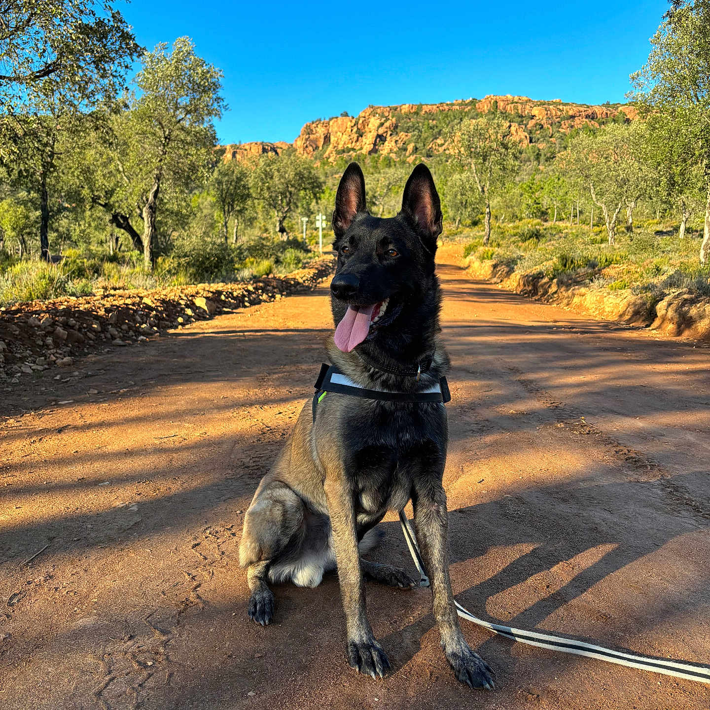 Tyron a rejoint le concours — aidez-le/la à gagner de superbes lots ! accessories, animal, canine, dog, field, germanshepherd, grassland, leash, nature, outdoors, path, pet, plant, policedog, puppy, road, soil, strap, tree, vegetation