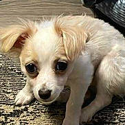 Ollie joined the competition — help win amazing prizes! animal, cozy, cute, dog, ears, eyes, flooring, fur, home, indoor, light_fur, nose, paw, pet, pet_bed, puppy, resting, rug, small_dog, young_dog