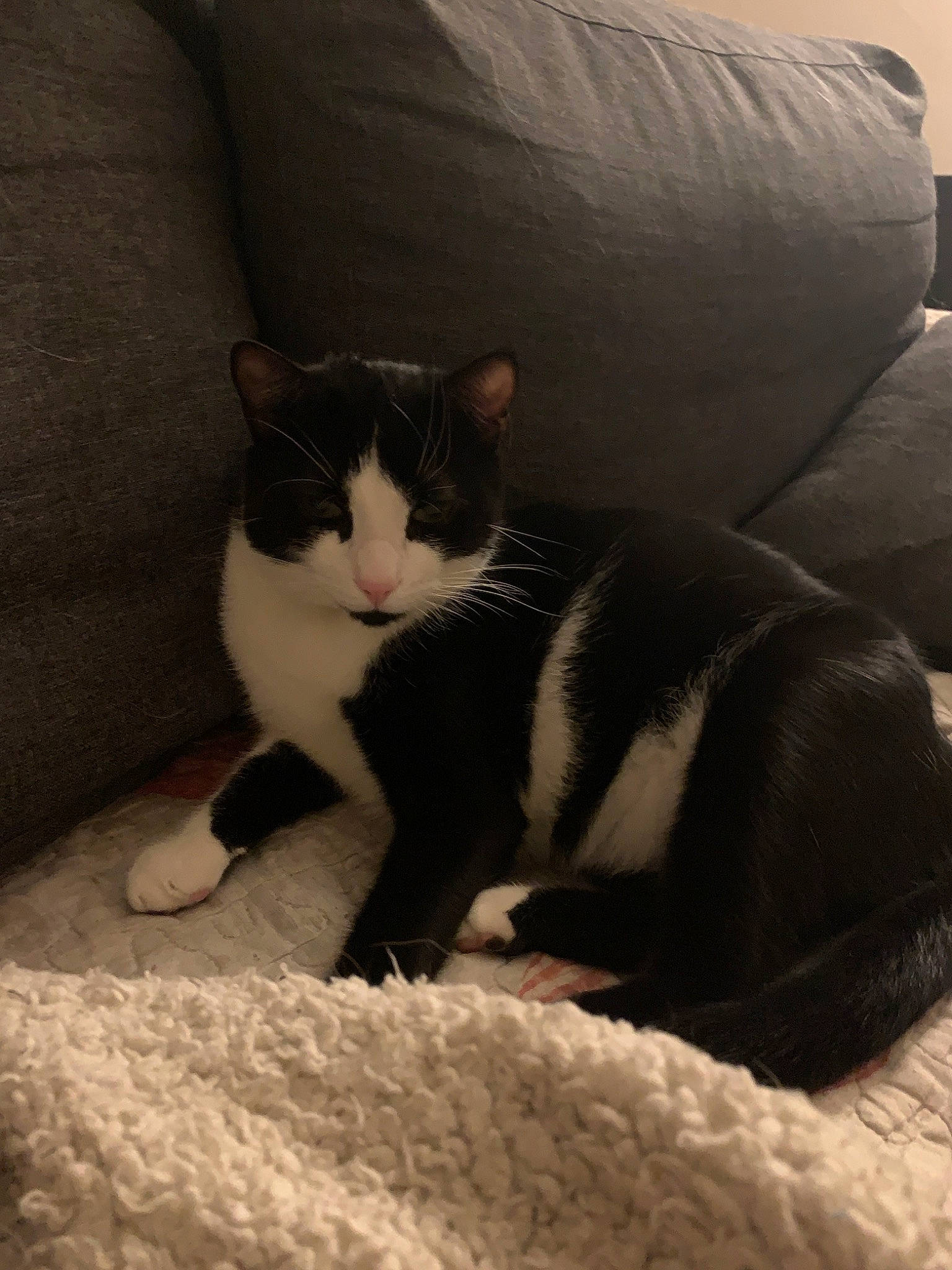 Jojo a rejoint le concours — aidez-le/la à gagner de superbes lots ! american_wirehair, black_and_white, black_cat, carnivore, cat, comfort, domestic_short_haired_cat, felidae, fur, kitten, leg, polydactyl_cat, small_to_medium_sized_cats, snout, tail, whiskers