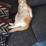 Cheeto is registered to the contest to win money with this photo: cat, orange_cat, white_cat, couch, sofa, pillow, patterned_pillow, indoor, pet, relaxed, sitting, feline, fur, whiskers, tail, carpet, foot, toenails, home, cozy