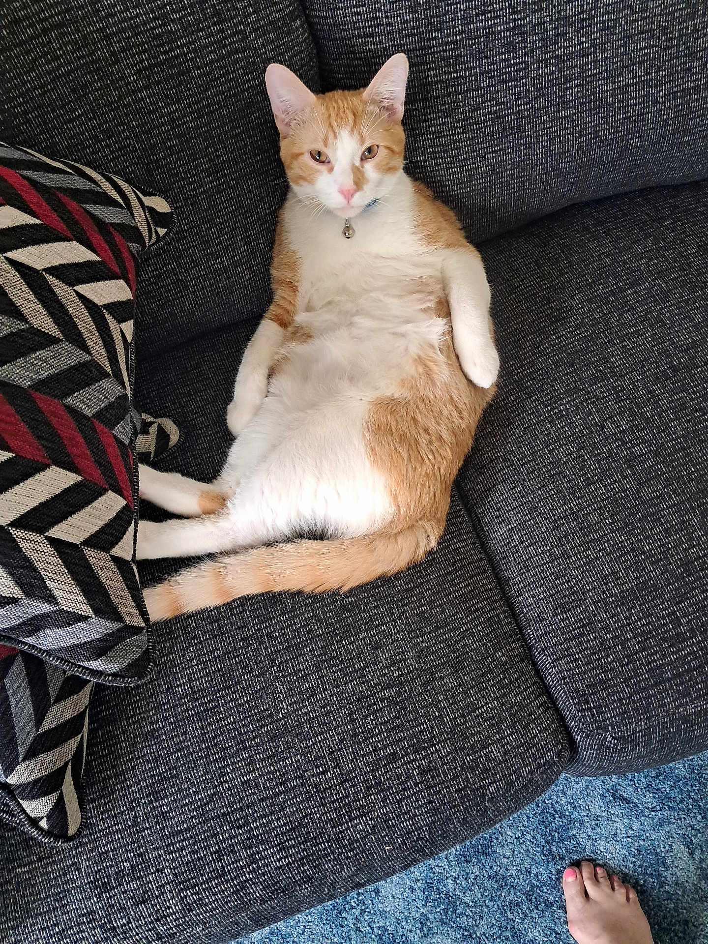 Cheeto