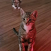 Wasabi joined the competition — help win amazing prizes! animal, cat, cute, domestic_cat, door, ears, feline, flooring, home, indoor, kitten, looking_away, paws, pet, tabby, two_animals, wall, whiskers, wooden_floor, young