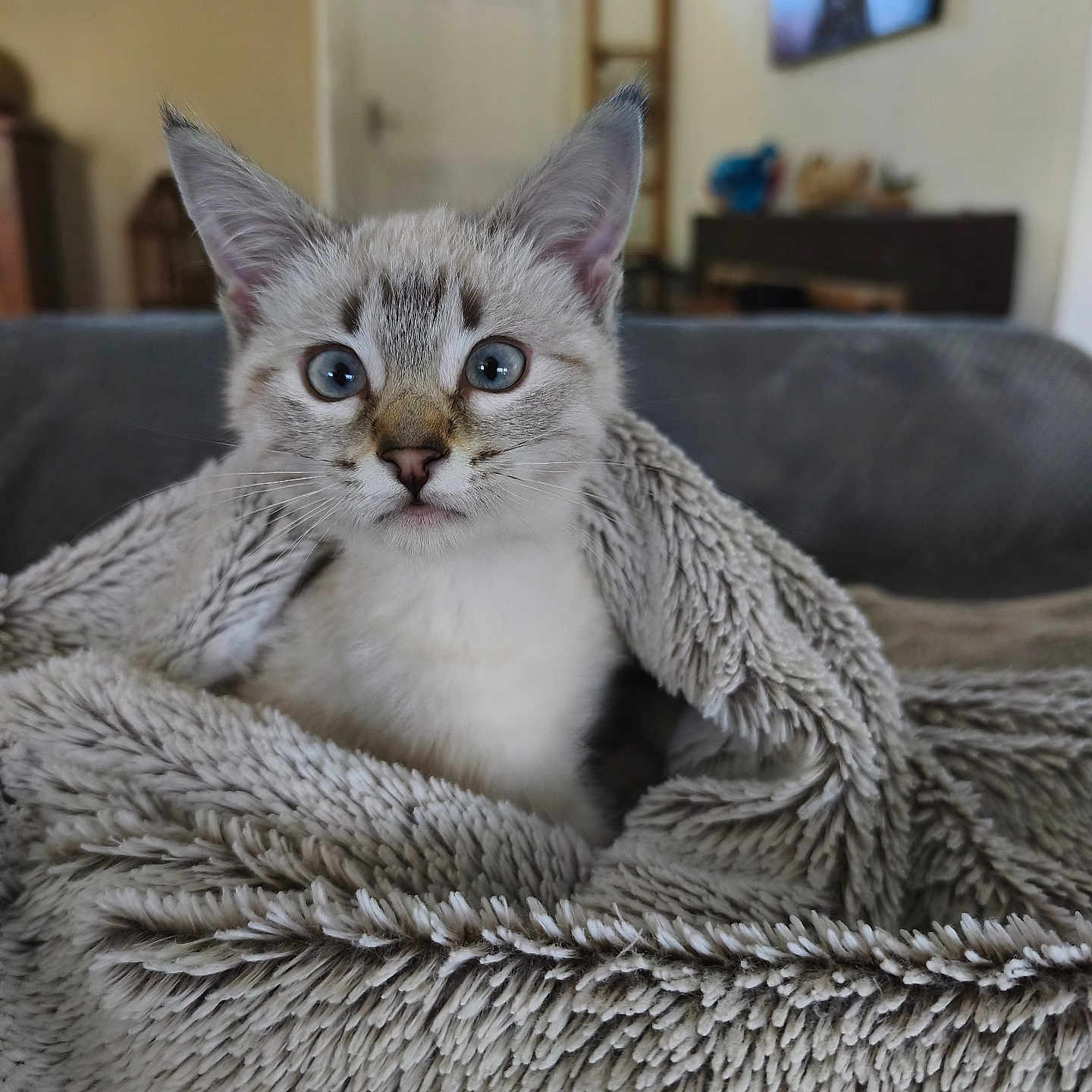 Maya a rejoint le concours — aidez-le/la à gagner de superbes lots ! animal, blanket, blue_eyes, cat, comfort, couch, cozy, cute, domestic, ears, face, feline, fur, home, indoor, kitten, pet, soft, whiskers, young