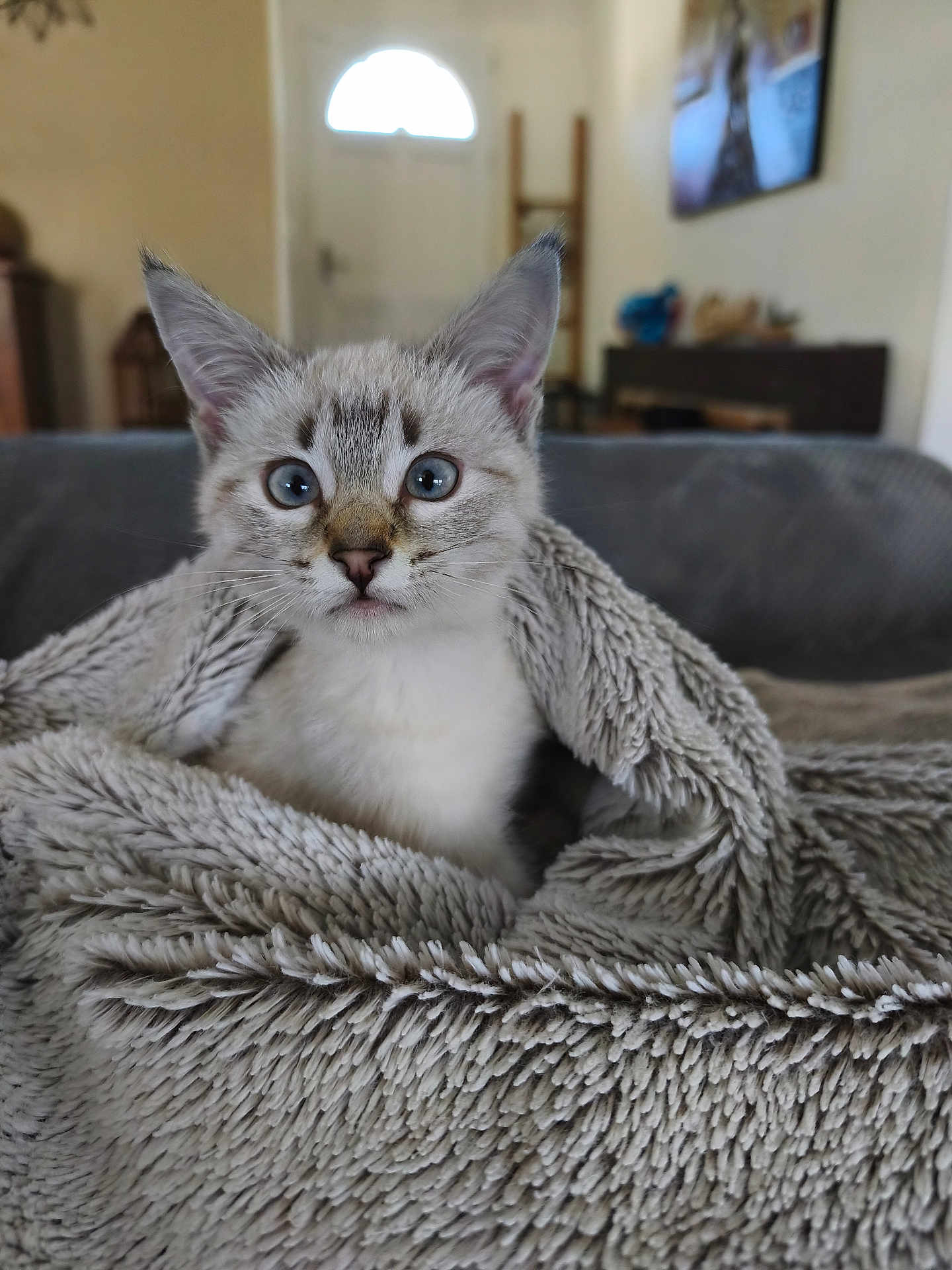 Maya a rejoint le concours — aidez-le/la à gagner de superbes lots ! kitten, cat, pet, animal, blanket, cozy, indoor, fur, blue_eyes, couch, domestic, cute, young, whiskers, ears, face, comfort, feline, soft, home