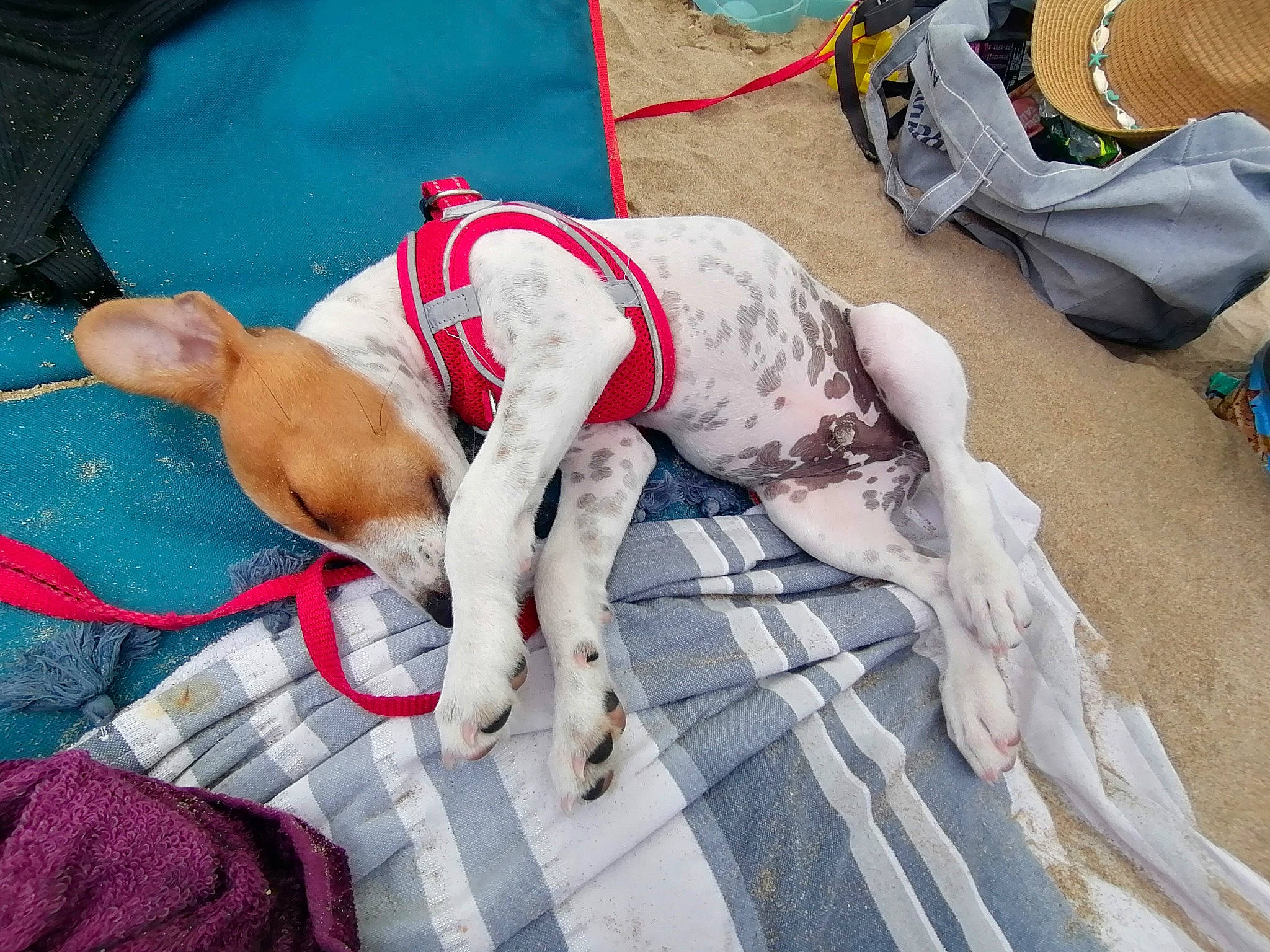 Buster a rejoint le concours — aidez-le/la à gagner de superbes lots ! abdomen, art, barechested, barefoot, carnivore, chest, dog, dog_breed, elbow, event, fawn, foot, human_leg, knee, leash, leisure, recreation, sporting_group, thigh, trunk