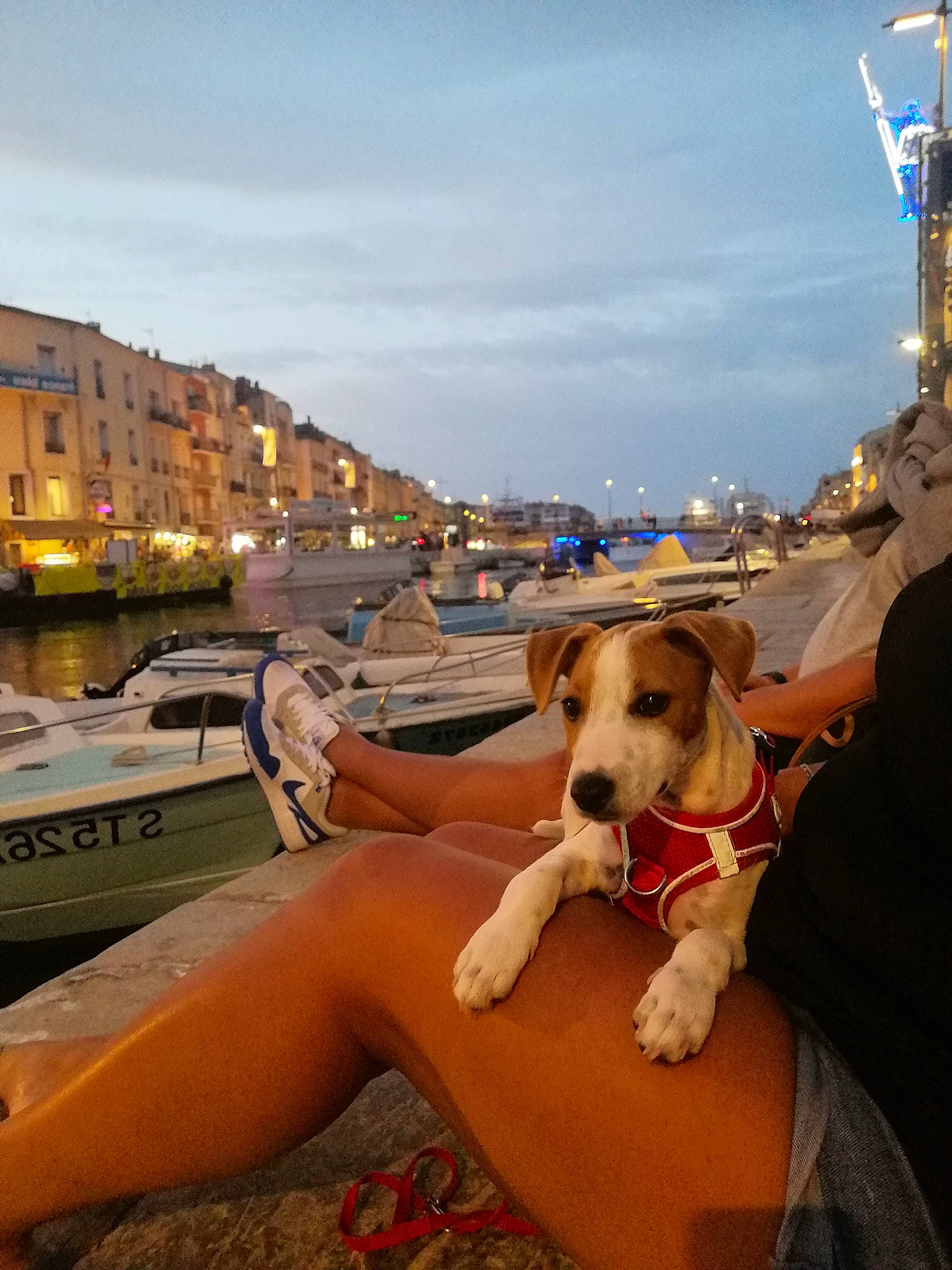 Buster a rejoint le concours — aidez-le/la à gagner de superbes lots ! boat, boats_and_boating_equipment_and_supplies, building, carnivore, cloud, collar, companion_dog, dog, dog_breed, eyewear, fawn, human_leg, leisure, sky, snout, sporting_group, travel, vehicle, water, watercraft
