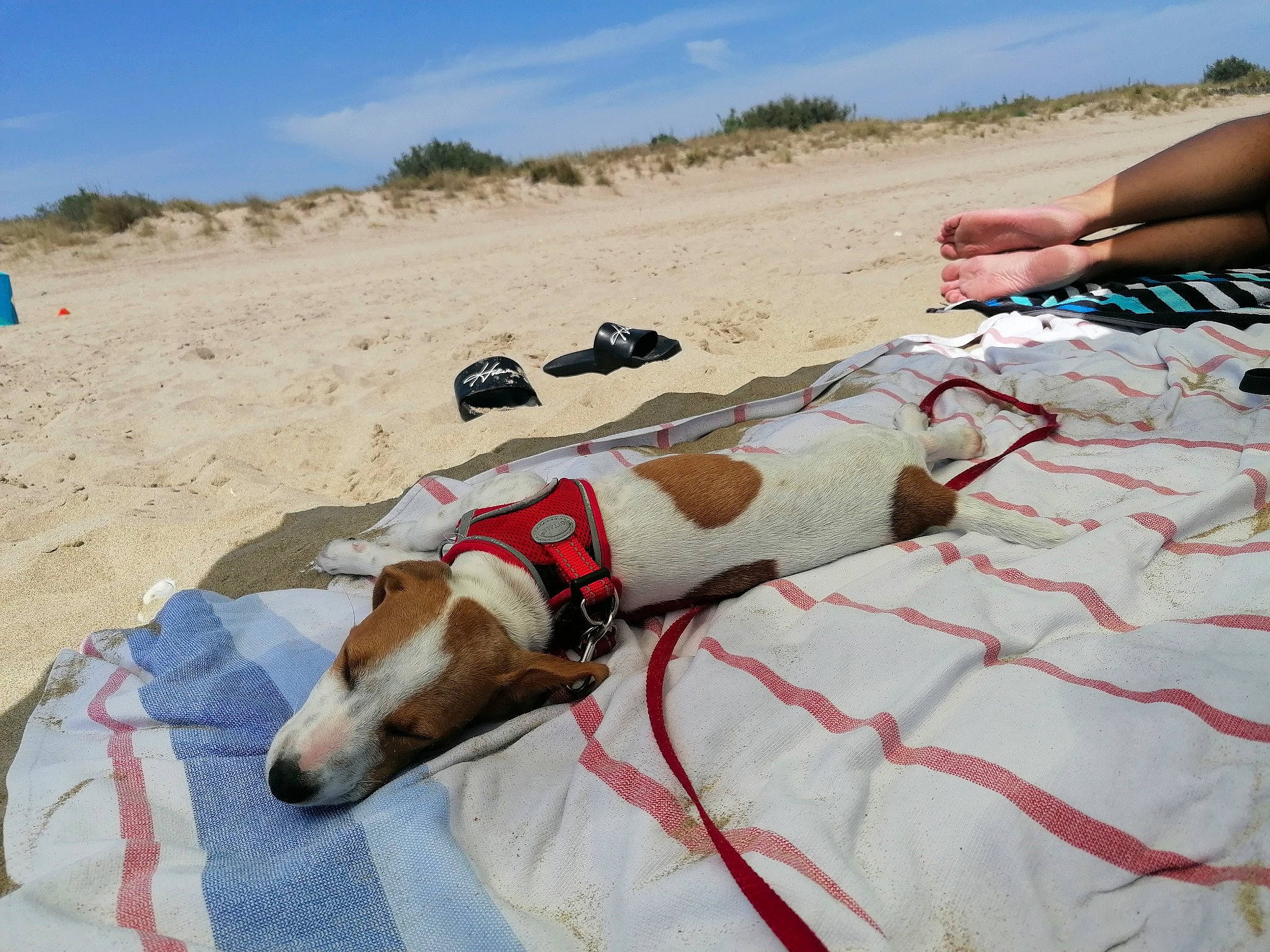 Buster a rejoint le concours — aidez-le/la à gagner de superbes lots ! beach, carnivore, cloud, collar, companion_dog, dog, dog_breed, fawn, fun, human_leg, landscape, leisure, linens, mammal, ocean, recreation, sand, sky, summer, sun_tanning