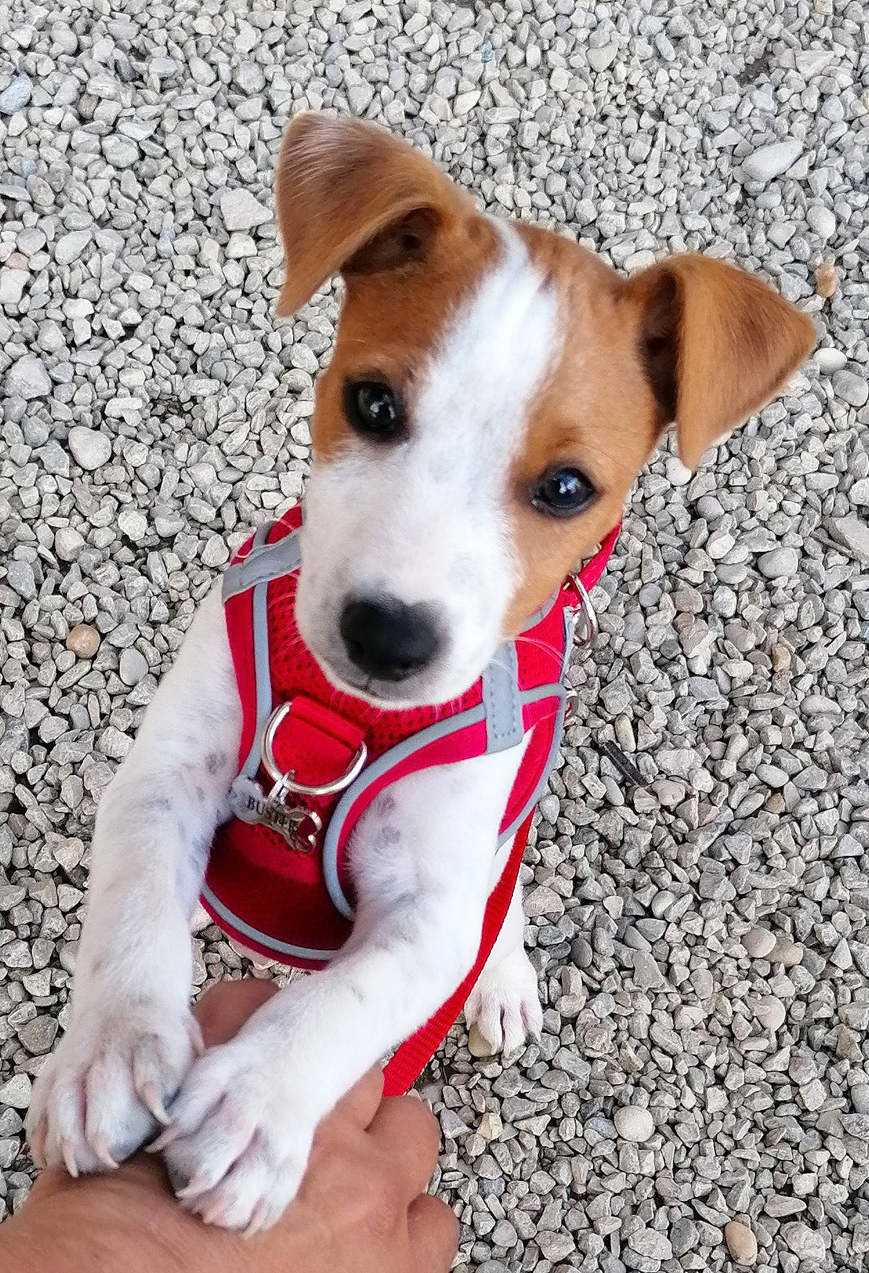 Buster a rejoint le concours — aidez-le/la à gagner de superbes lots ! canidae, carnivore, collar, companion_dog, dog, dog_breed, dog_collar, dog_supply, fawn, hunting_dog, irishjacks, non_sporting_group, pet_supply, snout, sporting_group, terrier, whiskers, working_animal