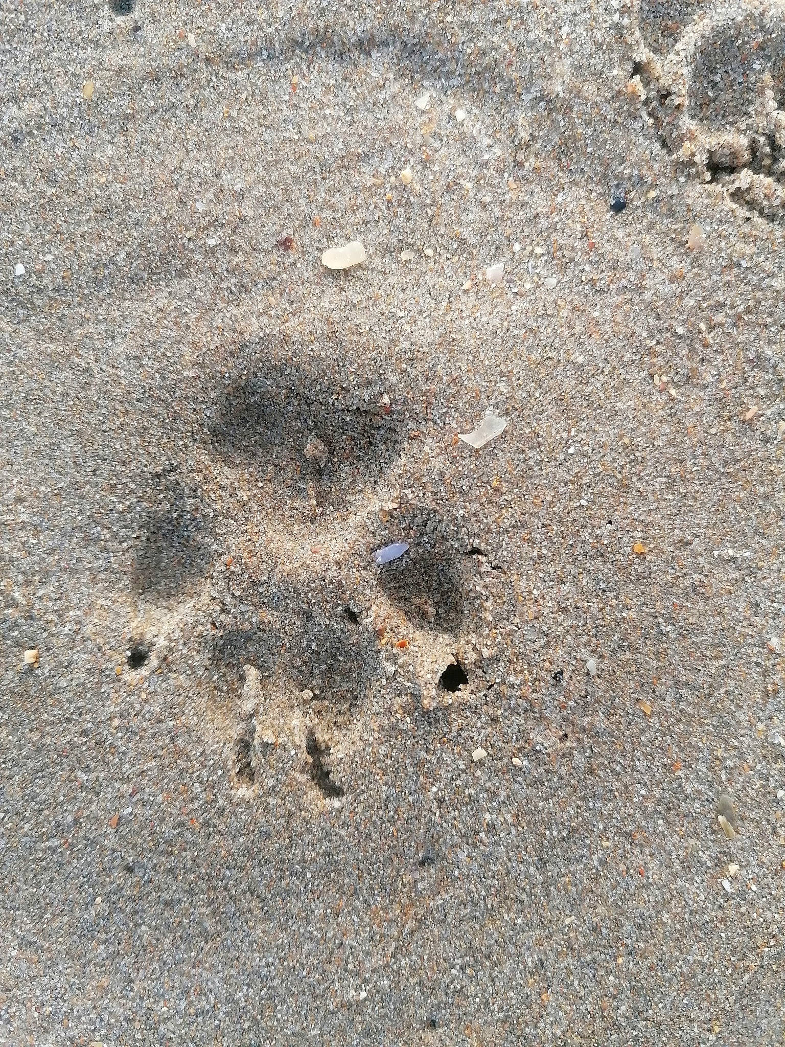 Buster a rejoint le concours — aidez-le/la à gagner de superbes lots ! asphalt, concrete, foot, paw, road_surface, sand, shadow, soil, tar