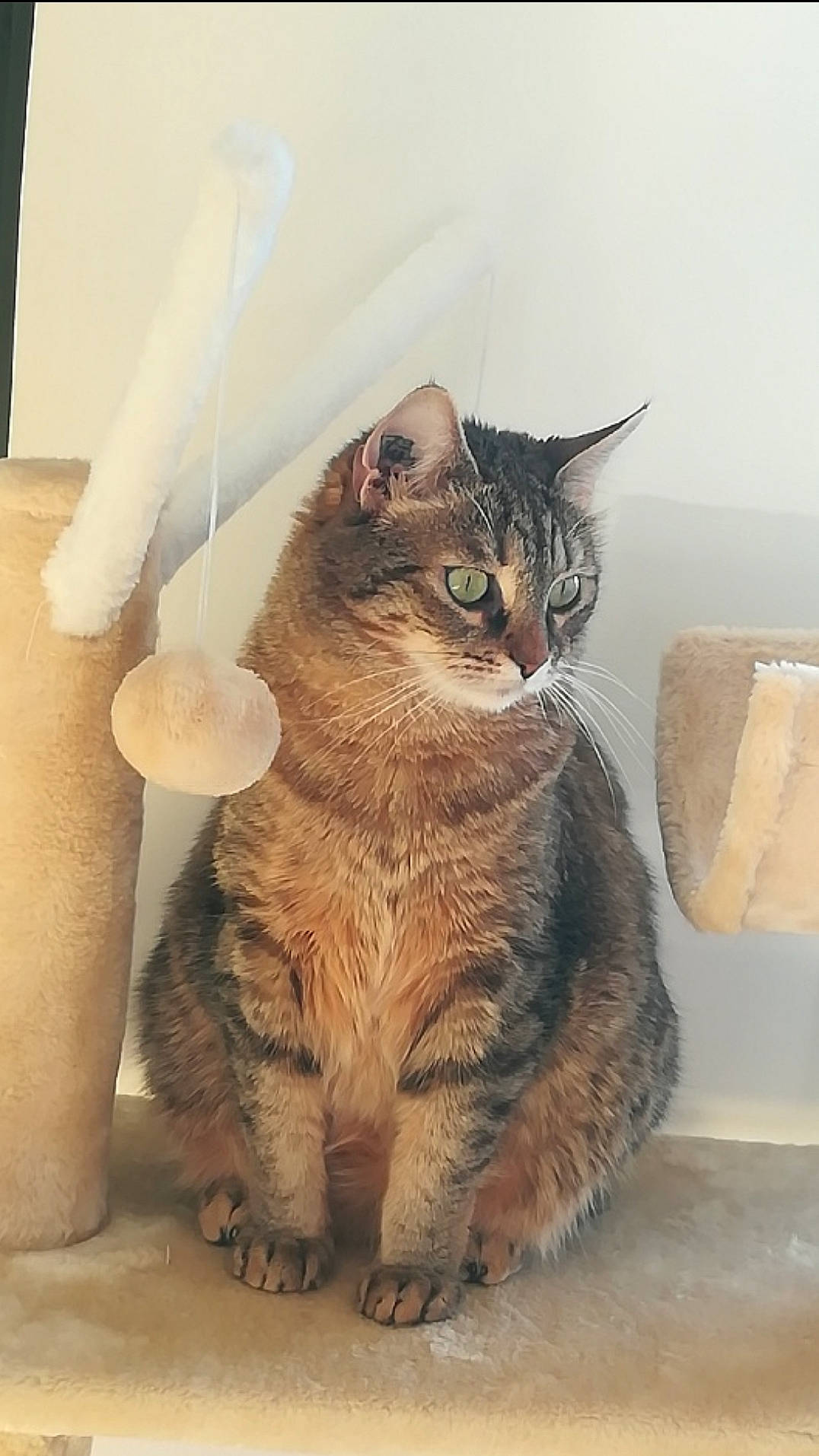 Juliette participe au concours pour gagner de l'argent avec cette photo : box, cardboard, carnivore, cat, claw, domestic_short_haired_cat, fawn, felidae, flooring, fur, paw, sitting, small_to_medium_sized_cats, tail, terrestrial_animal, whiskers, window, wood