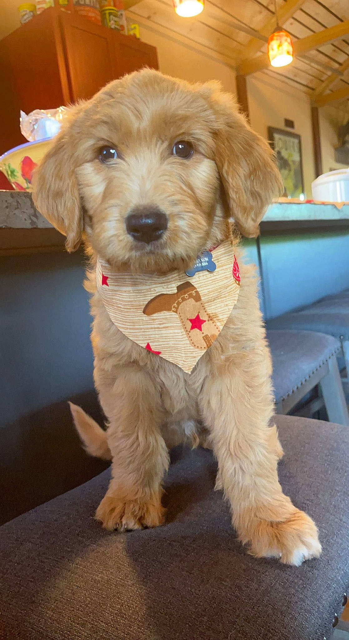 Louie joined the competition — help win amazing prizes! canidae, carnivore, collar, companion_dog, dog, dog_breed, dog_collar, fashion_accessory, fawn, firefighter, fur, houseplant, labradoodle, leash, plant, snout, sporting_group, terrier, wood, working_animal