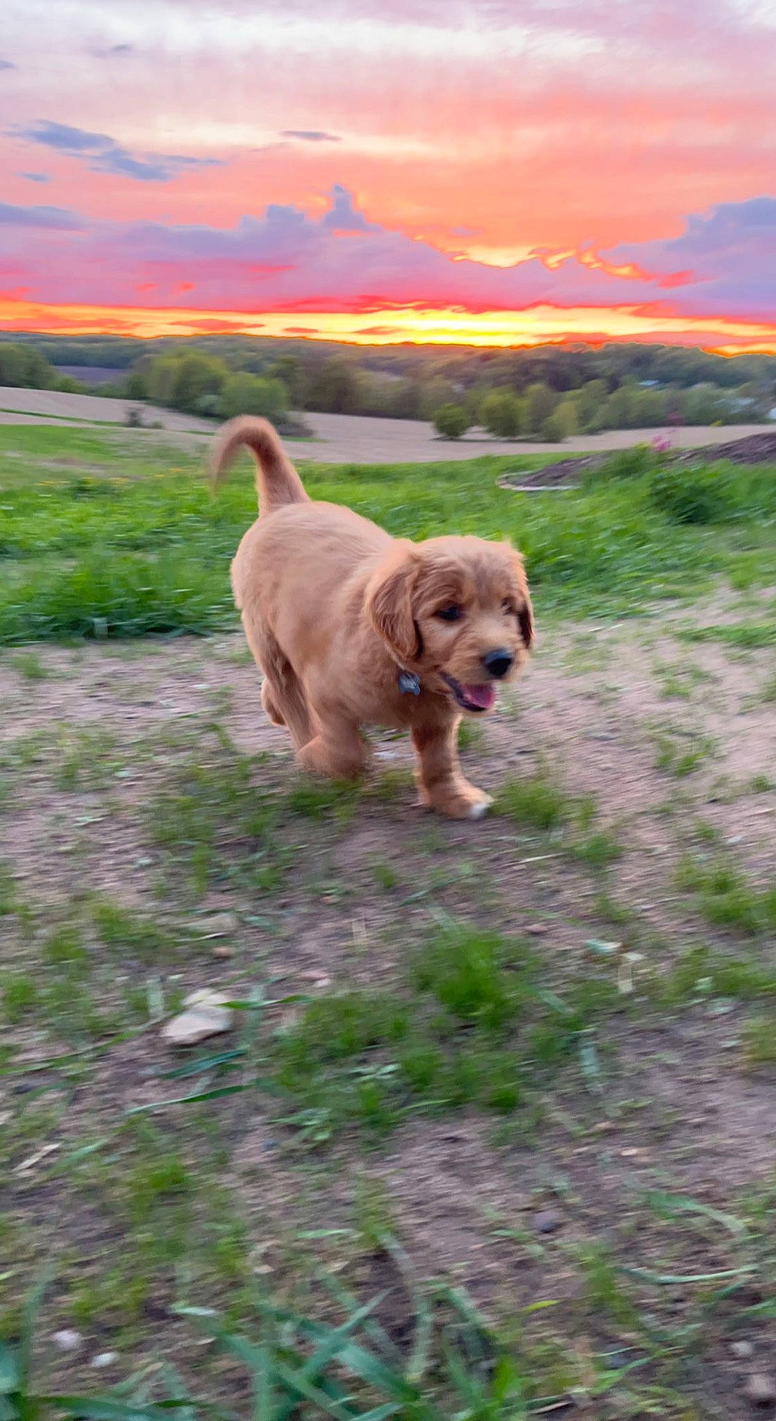 Louie is registered to the contest to win money with this photo: canidae, carnivore, cloud, collar, companion_dog, dog, dog_breed, dog_collar, fawn, grass, gun_dog, landscape, liver, mammal, plant, retriever, sky, snout, sporting_group, tail