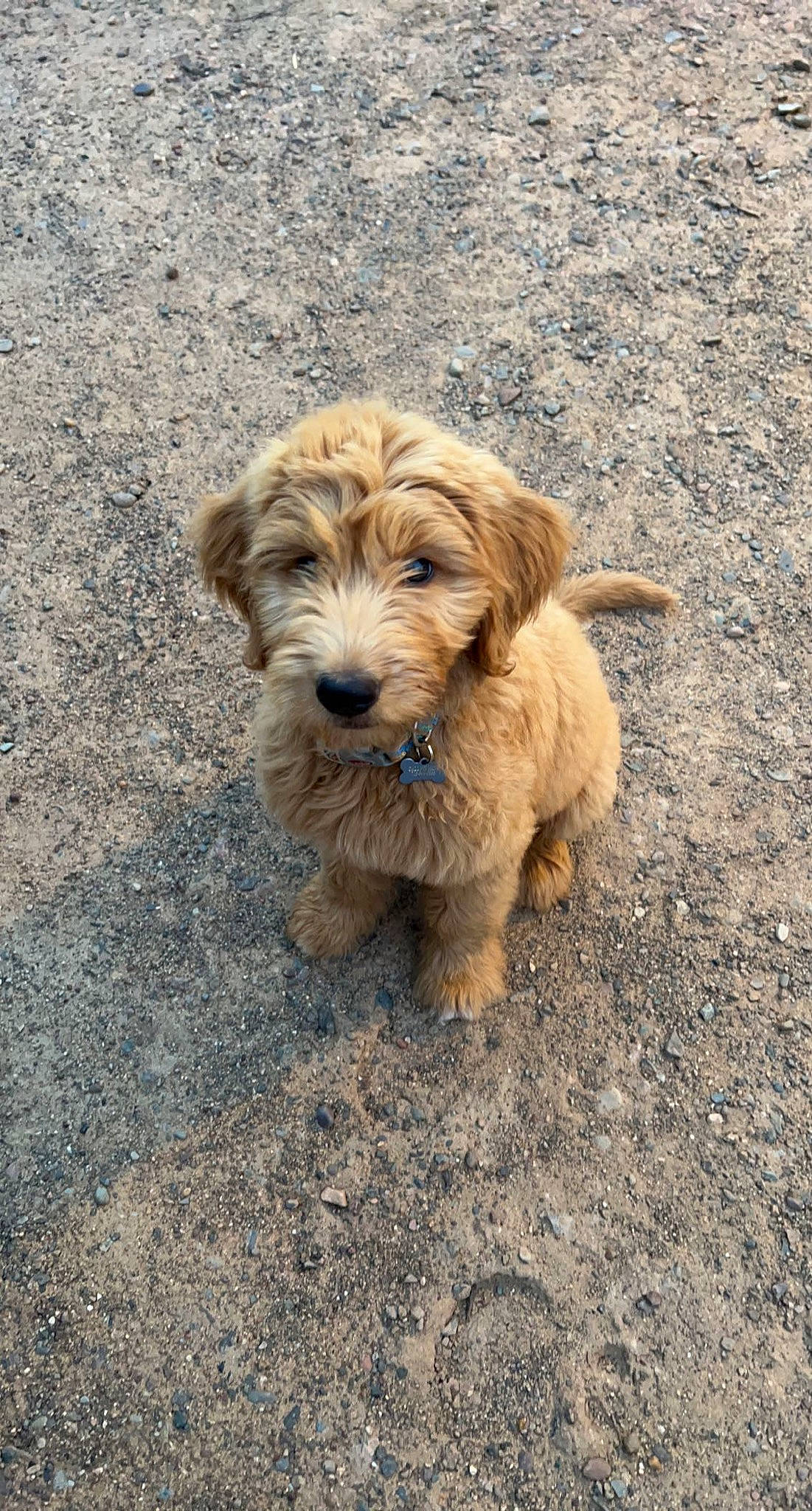 Louie joined the competition — help win amazing prizes! canidae, carnivore, companion_dog, dog, dog_breed, fur, liver, maltepoo, poodle_crossbreed, road_surface, small_terrier, snout, soil, sporting_group, terrestrial_animal, terrier, toy_dog, water_dog, working_animal, working_terrier