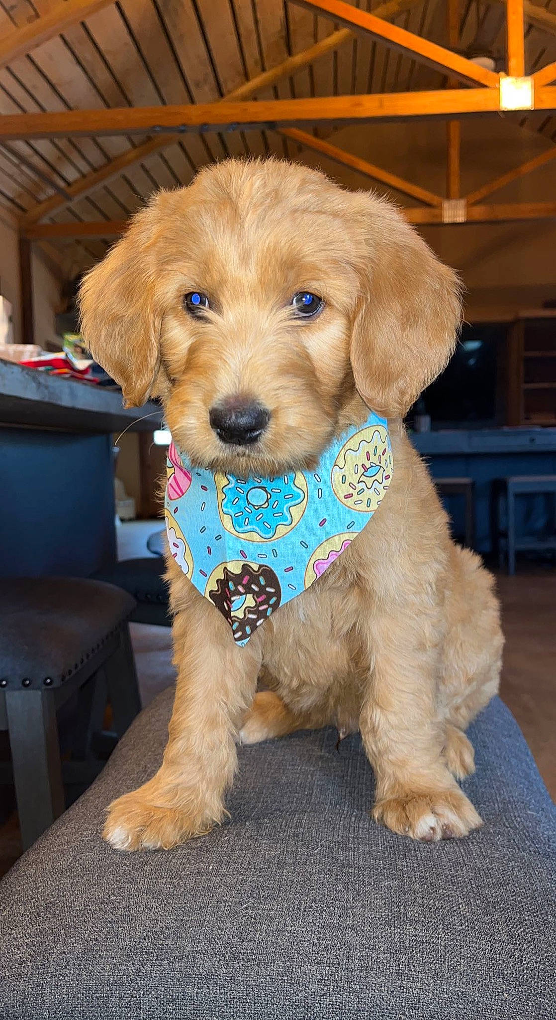 Louie joined the competition — help win amazing prizes! canidae, carnivore, chair, companion_dog, dog, dog_breed, dog_clothes, dog_collar, dog_supply, fashion_accessory, fawn, fur, liver, pet_supply, puppy, service, snout, sporting_group, terrier, working_animal