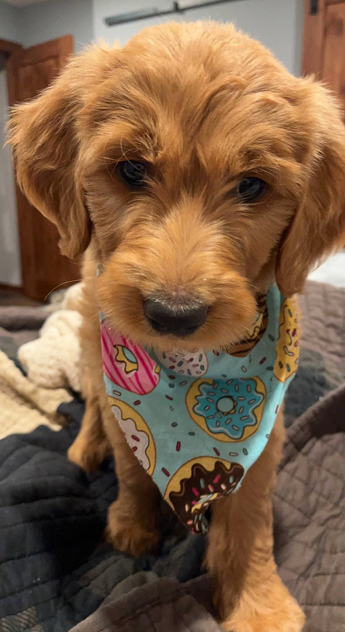 Louie is registered to the contest to win money with this photo: canidae, car_seat, carnivore, companion_dog, dog, dog_breed, dog_clothes, dog_collar, dog_supply, fashion_accessory, fawn, fur, liver, puppy_love, seat_belt, snout, sporting_group, toy_dog, whiskers, working_animal