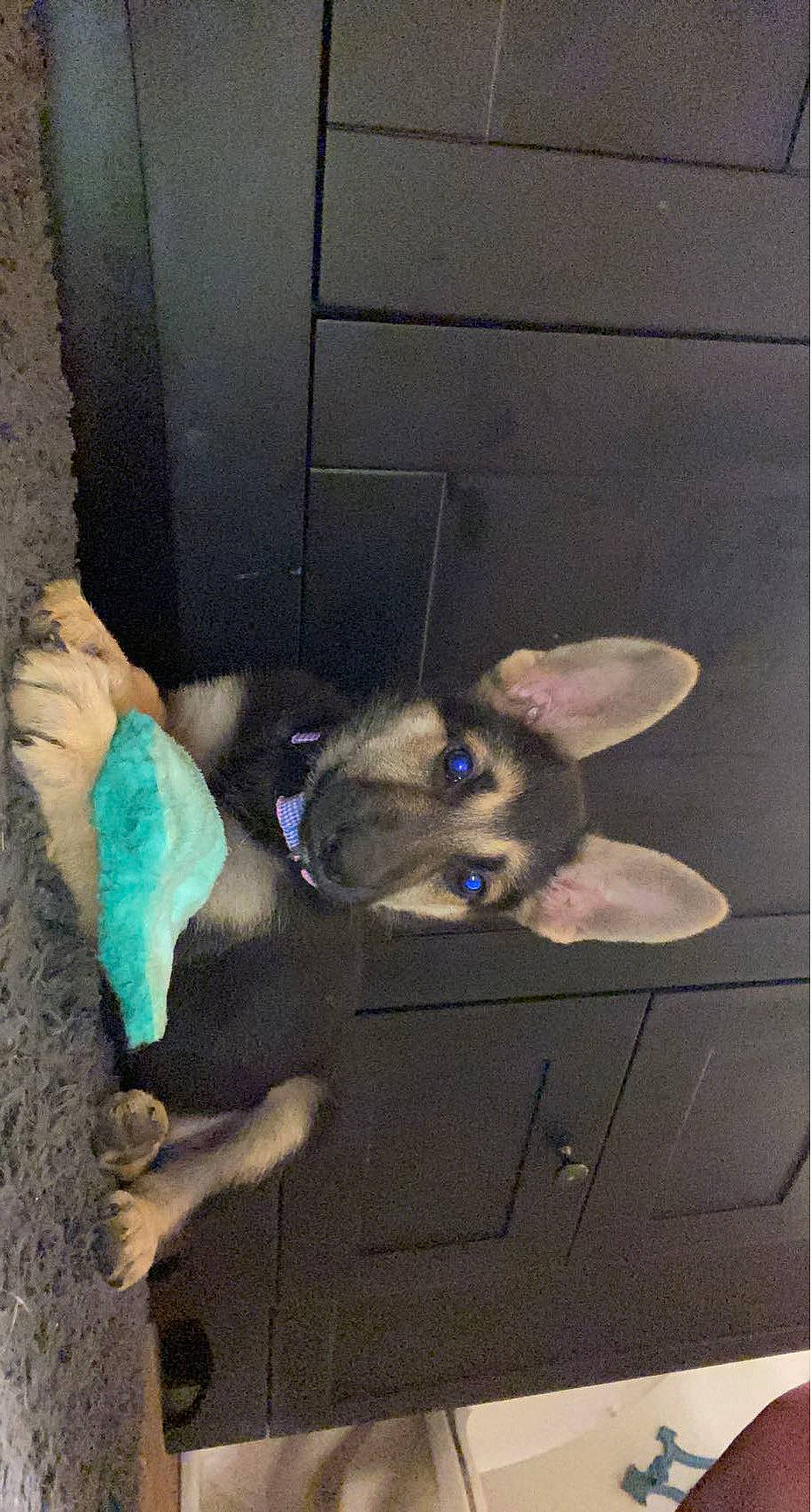 Billie is registered to the contest to win money with this photo: canidae, carnivore, companion_dog, dog, dog_breed, ear, electric_blue, fawn, felidae, floor, flooring, foot, fur, non_sporting_group, small_to_medium_sized_cats, snout, sporting_group, tail, whiskers, wood