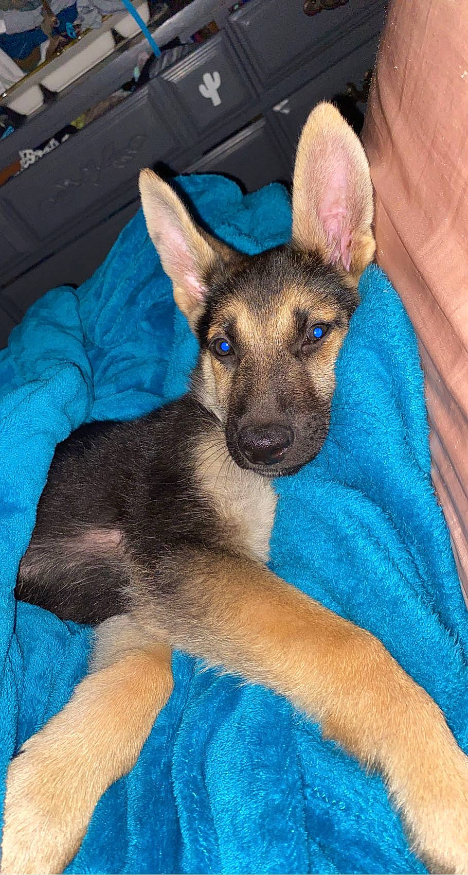 Billie joined the competition — help win amazing prizes! canidae, carnivore, comfort, companion_dog, dog, dog_breed, dog_supply, ear, electric_blue, fawn, fur, paw, snout, terrestrial_animal, toy_dog, whiskers, working_animal