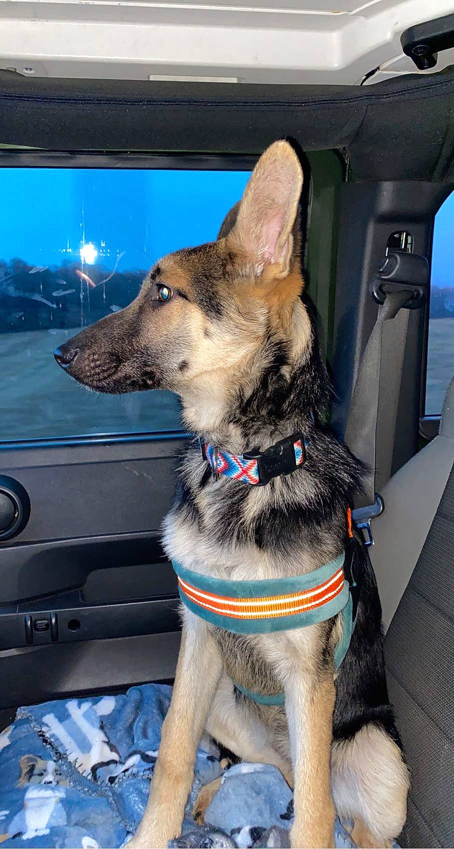 Billie joined the competition — help win amazing prizes! canidae, carnivore, collar, companion_dog, dog, dog_breed, dog_collar, dog_supply, east_european_shepherd, electric_blue, fawn, fur, german_shepherd_dog, herding_dog, sky, snout, sporting_group, vehicle, vehicle_door, working_animal
