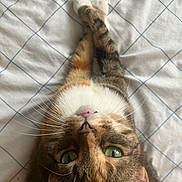 Koko joined the competition — help win amazing prizes! cat, pet, feline, animal, whiskers, green_eyes, tabby, fur, paws, crossed_paws, bed, blanket, indoor, cute, relaxed, looking_up, resting, domestic_animal, close_up, sleepy