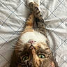 cat, pet, feline, animal, whiskers, green_eyes, tabby, fur, paws, crossed_paws, bed, blanket, indoor, cute, relaxed, looking_up, resting, domestic_animal, close_up, sleepy