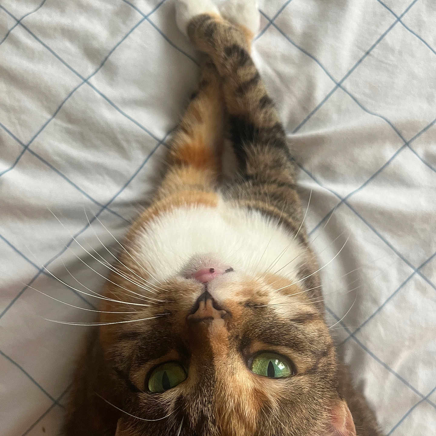 Koko
