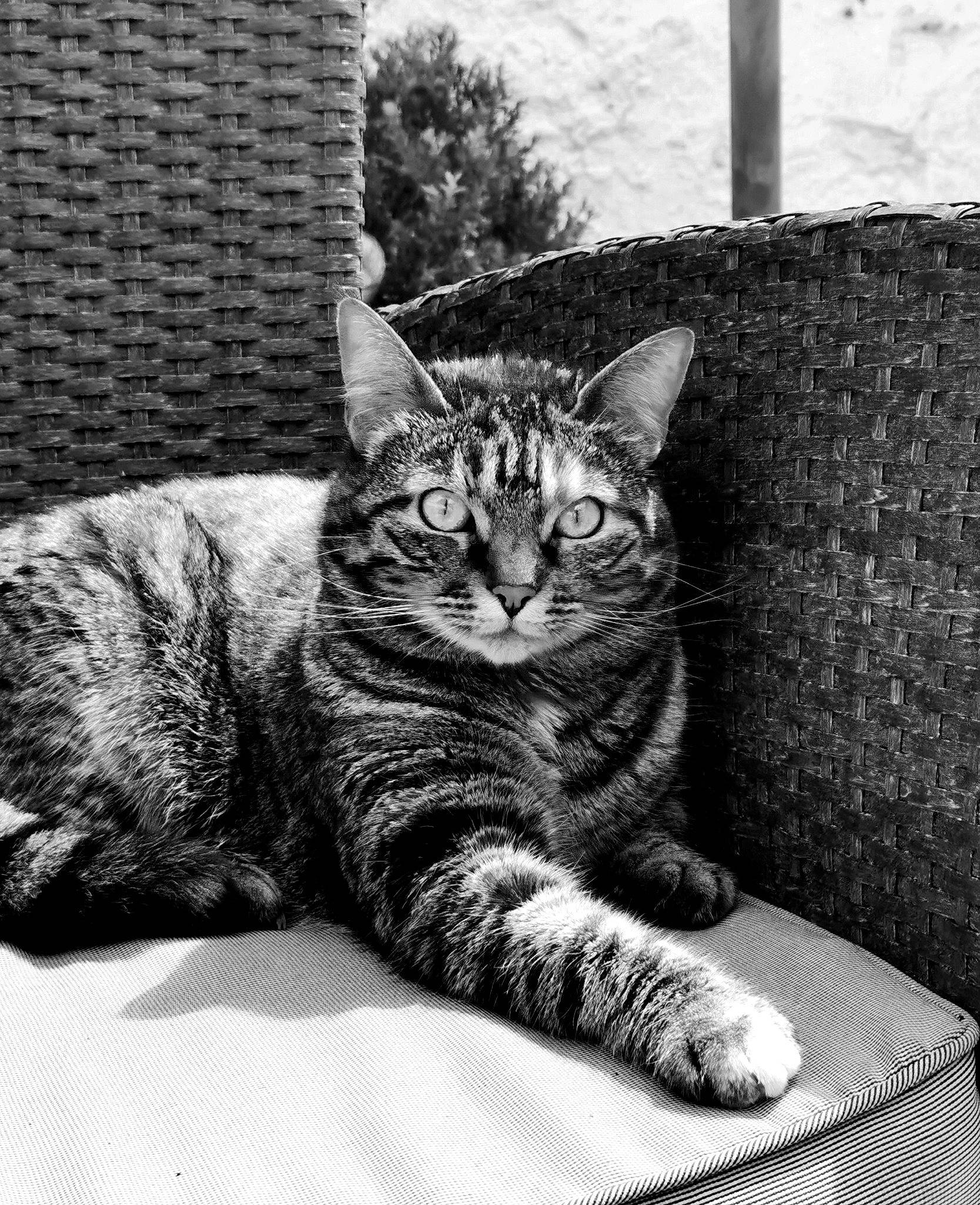 Mila a rejoint le concours — aidez-le/la à gagner de superbes lots ! black_and_white, bored, carnivore, cat, comfort, domestic_short_haired_cat, felidae, fur, grey, monochrome, monochrome_photography, paw, sitting, small_to_medium_sized_cats, snout, style, terrestrial_animal, tree, whiskers, wildlife