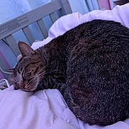 Tazz is registered to the contest to win money with this photo: cat, tabby, sleeping, curled_up, bed, blanket, pillow, fur, whiskers, pet, indoor, cozy, nap, closeup, domestic_cat, pink, cushion, bedframe, soft, relaxed