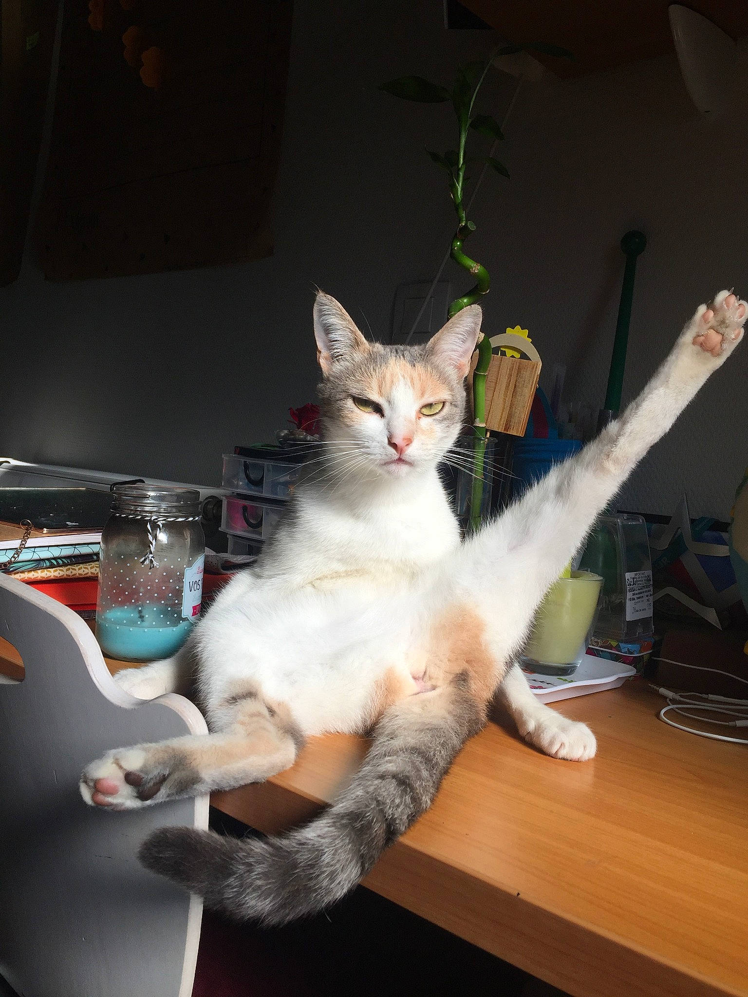 Malabar participe au concours pour gagner de l'argent avec cette photo : aegean_cat, american_wirehair, asian, burmilla, carnivore, cat, colorpoint_shorthair, domestic_short_haired_cat, european_shorthair, felidae, javanese, kitten, small_to_medium_sized_cats, turkish_angora, turkish_van, whiskers