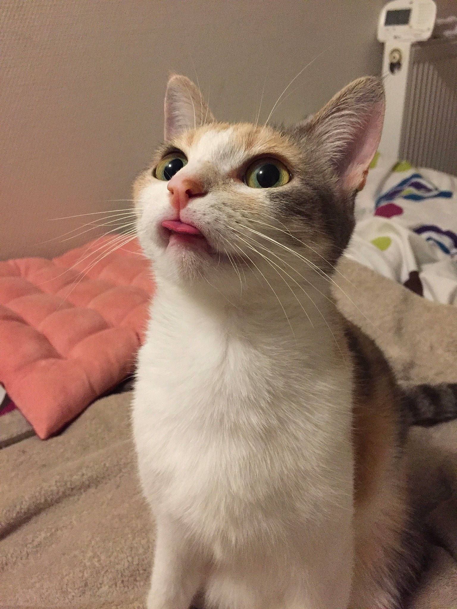 Malabar a rejoint le concours — aidez-le/la à gagner de superbes lots ! aegean_cat, american_wirehair, arabian_mau, asian, burmilla, carnivore, cat, domestic_short_haired_cat, european_shorthair, eye, felidae, javanese, kitten, mammal, ojos_azules, singapura, small_to_medium_sized_cats, snout, vertebrate, whiskers