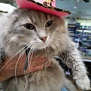 Keke is registered to the contest to win money with this photo: animal, cat, close_up, cowboy_hat, cute, domestic_animal, ears, face, feline, fluffy, fur, gray_cat, hat, indoor, living_room, paws, person_hand, pet, pink_hat, whiskers