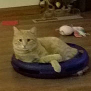 Vickie Werner is registered to the contest to win money with this photo: cat, tabby_cat, pet, purple_bed, wooden_floor, toy, orange_cat, indoor, animal, relaxed, feline, floor, resting, blurred, household, domestic_animal, lying_down, living_room, cozy, fur