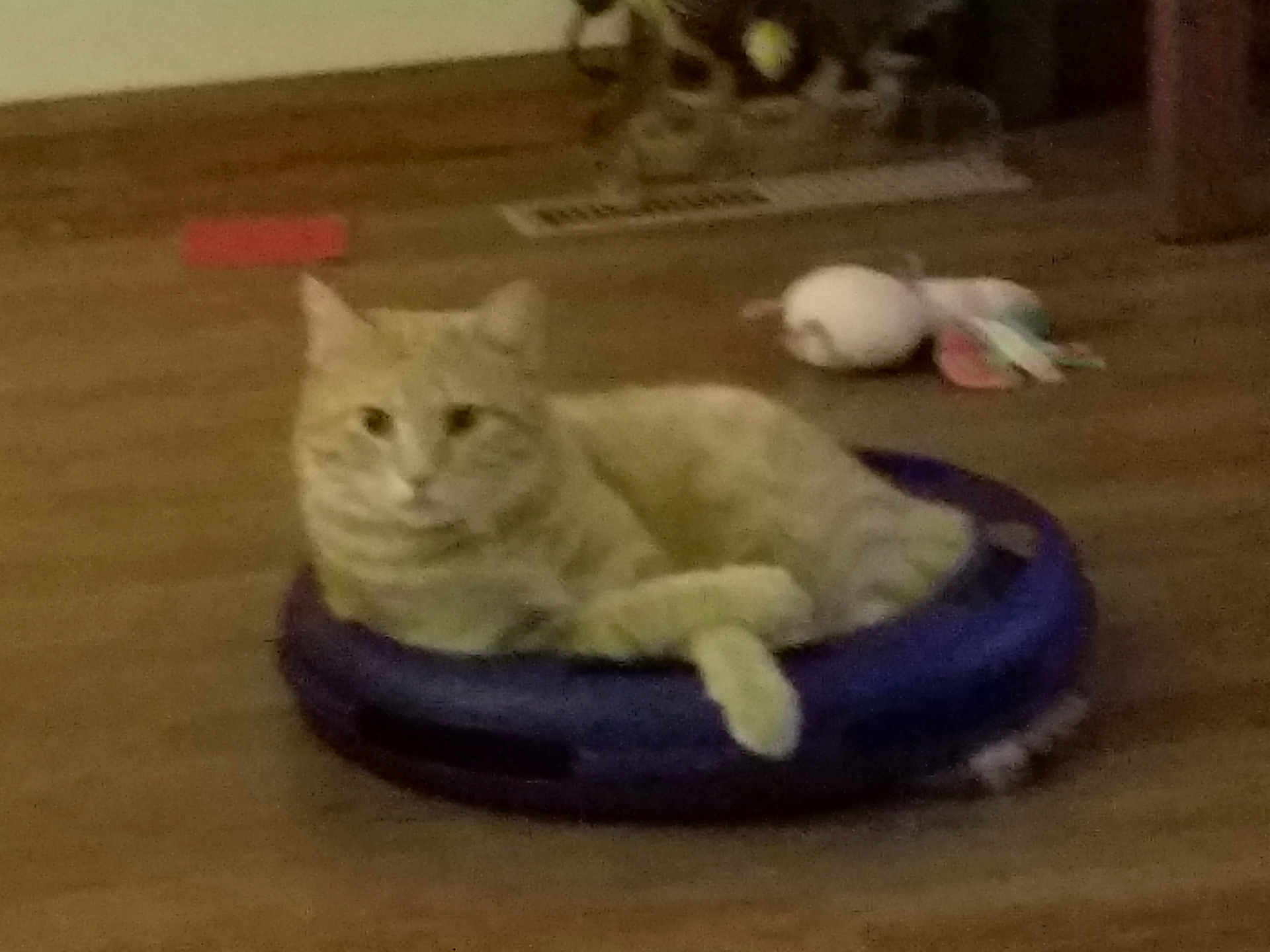 Vickie Werner is registered to the contest to win money with this photo: cat, tabby_cat, pet, purple_bed, wooden_floor, toy, orange_cat, indoor, animal, relaxed, feline, floor, resting, blurred, household, domestic_animal, lying_down, living_room, cozy, fur