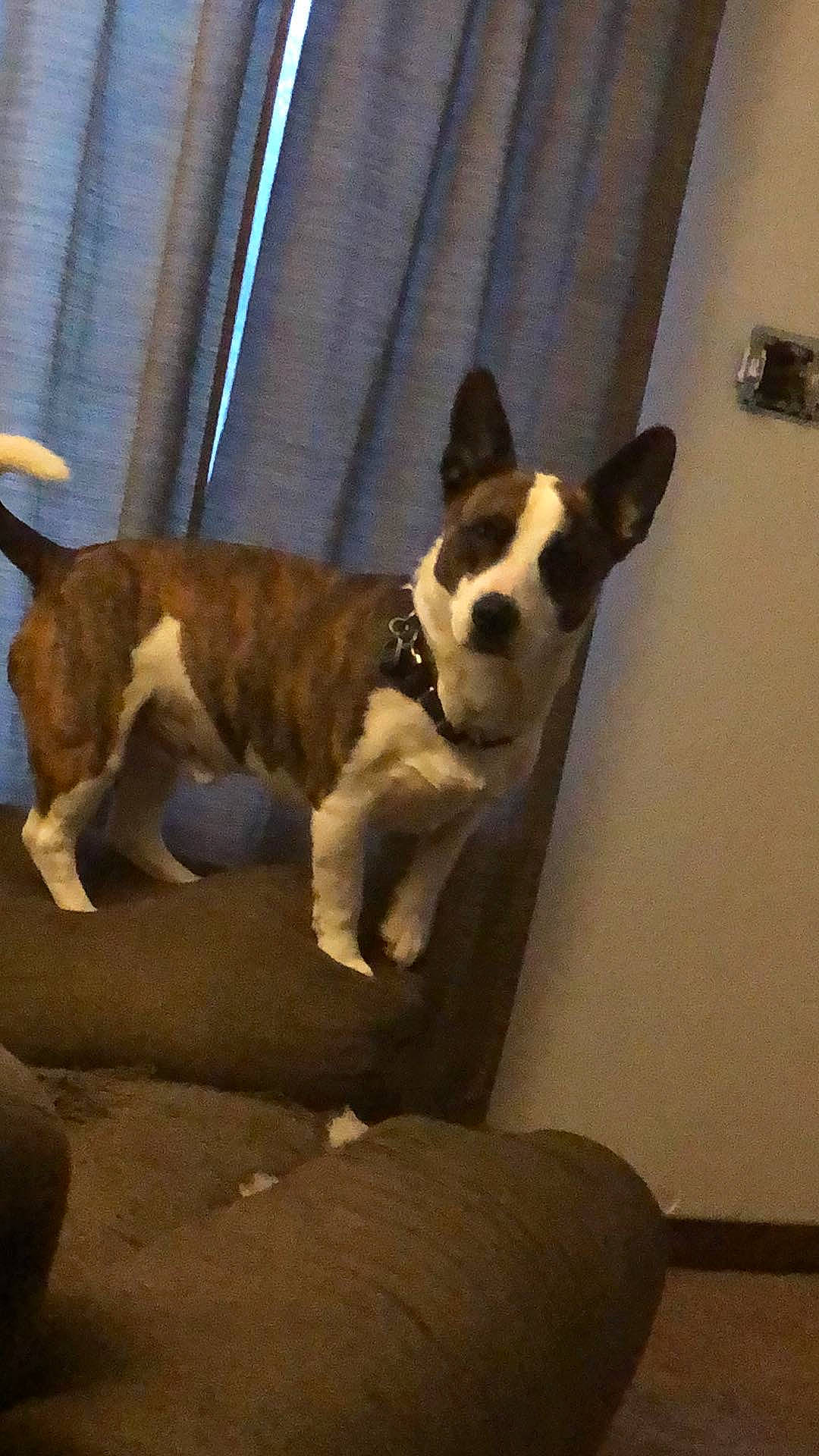 Spuds joined the competition — help win amazing prizes! canidae, carnivore, collar, comfort, companion_dog, dog, dog_breed, dog_collar, fawn, flooring, hardwood, non_sporting_group, snout, sporting_group, tail, terrier, toy_dog, whiskers, wood, working_animal