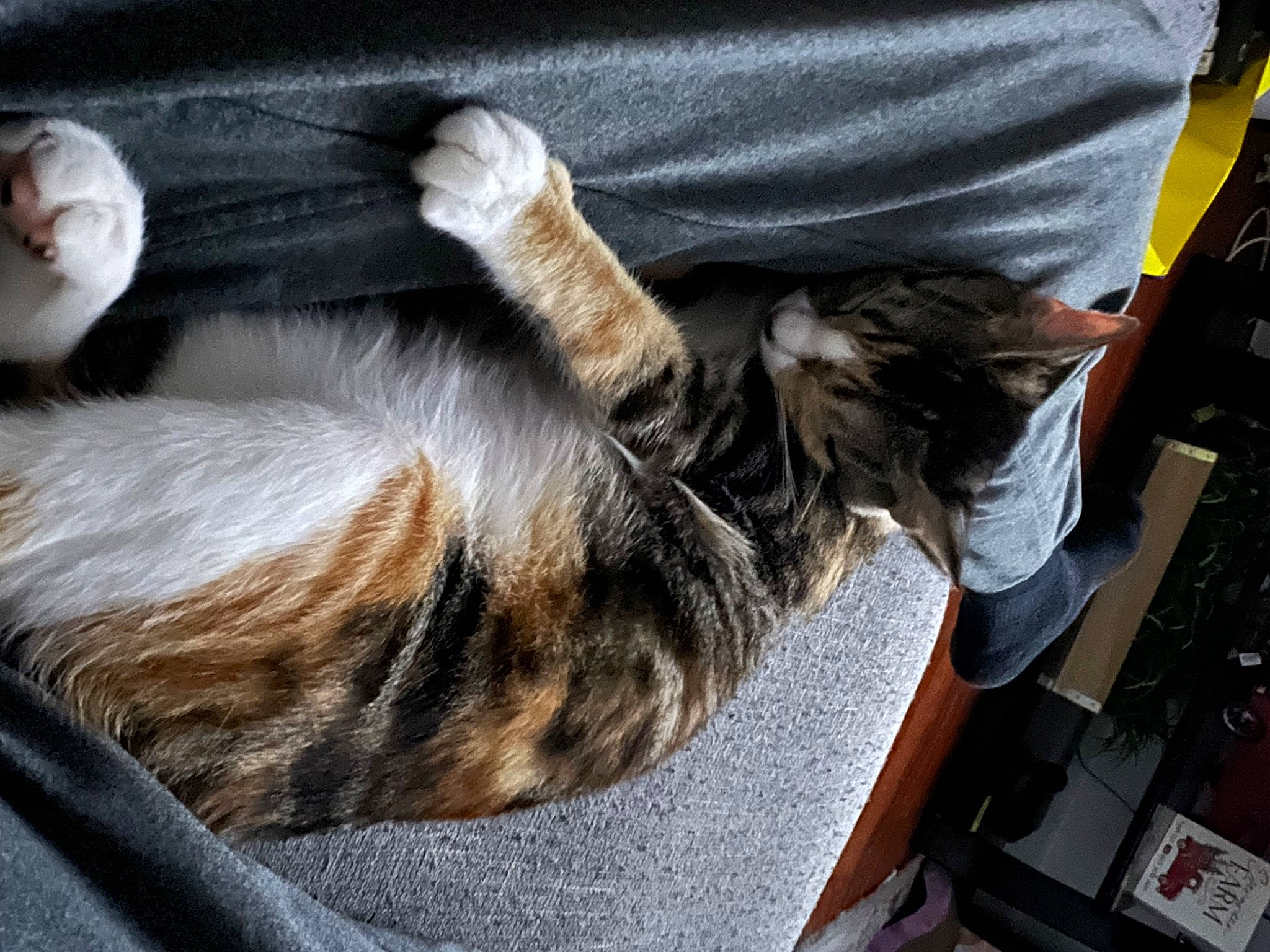 Lorcan joined the competition — help win amazing prizes! carnivore, cat, claw, comfort, domestic_short_haired_cat, felidae, fur, human_leg, nap, paw, sleep, small_to_medium_sized_cats, tail, vertebrate, whiskers, window