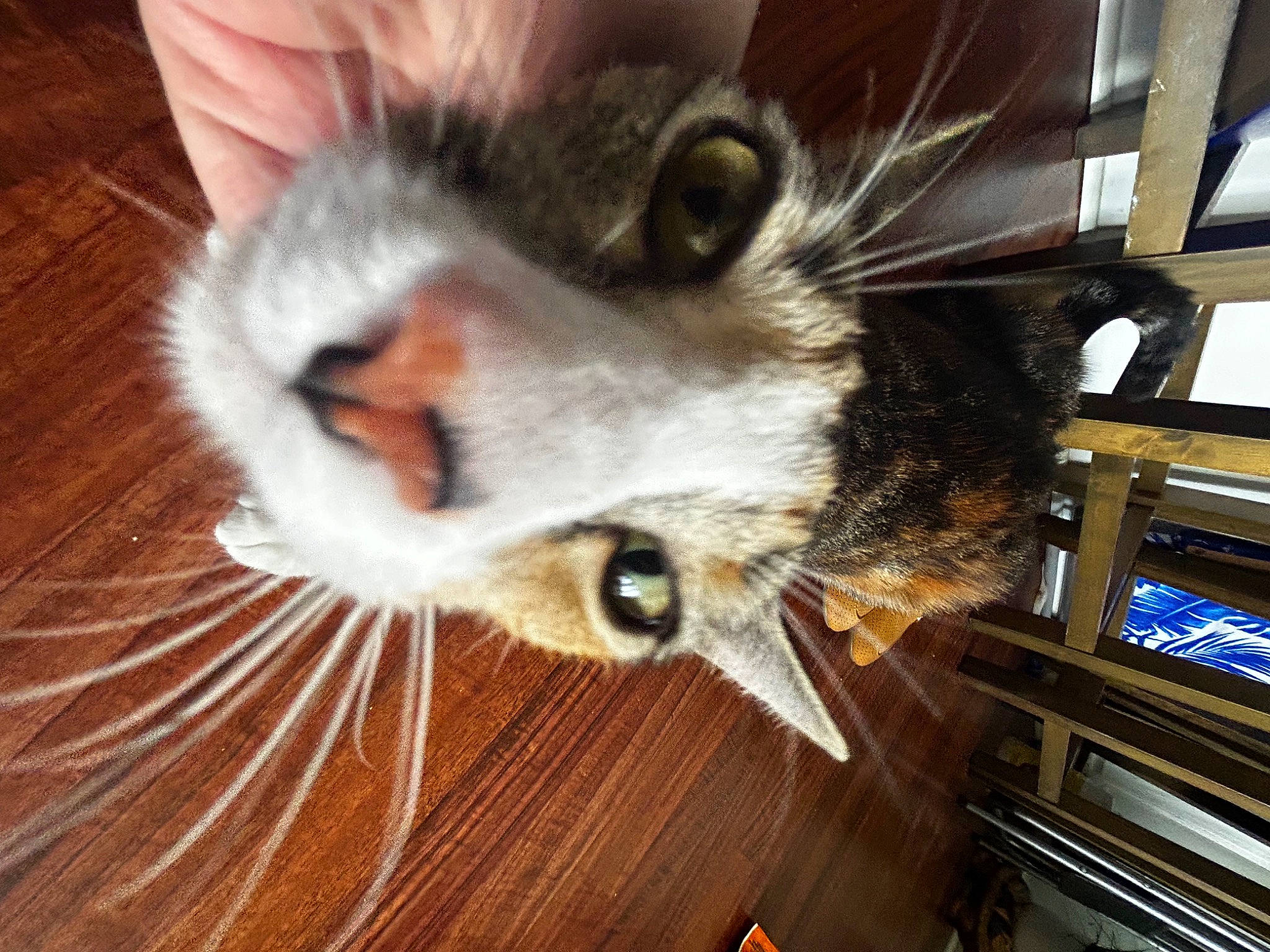 Lorcan joined the competition — help win amazing prizes! carnivore, cat, claw, domestic_short_haired_cat, felidae, flooring, fur, hardwood, paw, shelf, small_to_medium_sized_cats, snout, tail, whiskers, wood