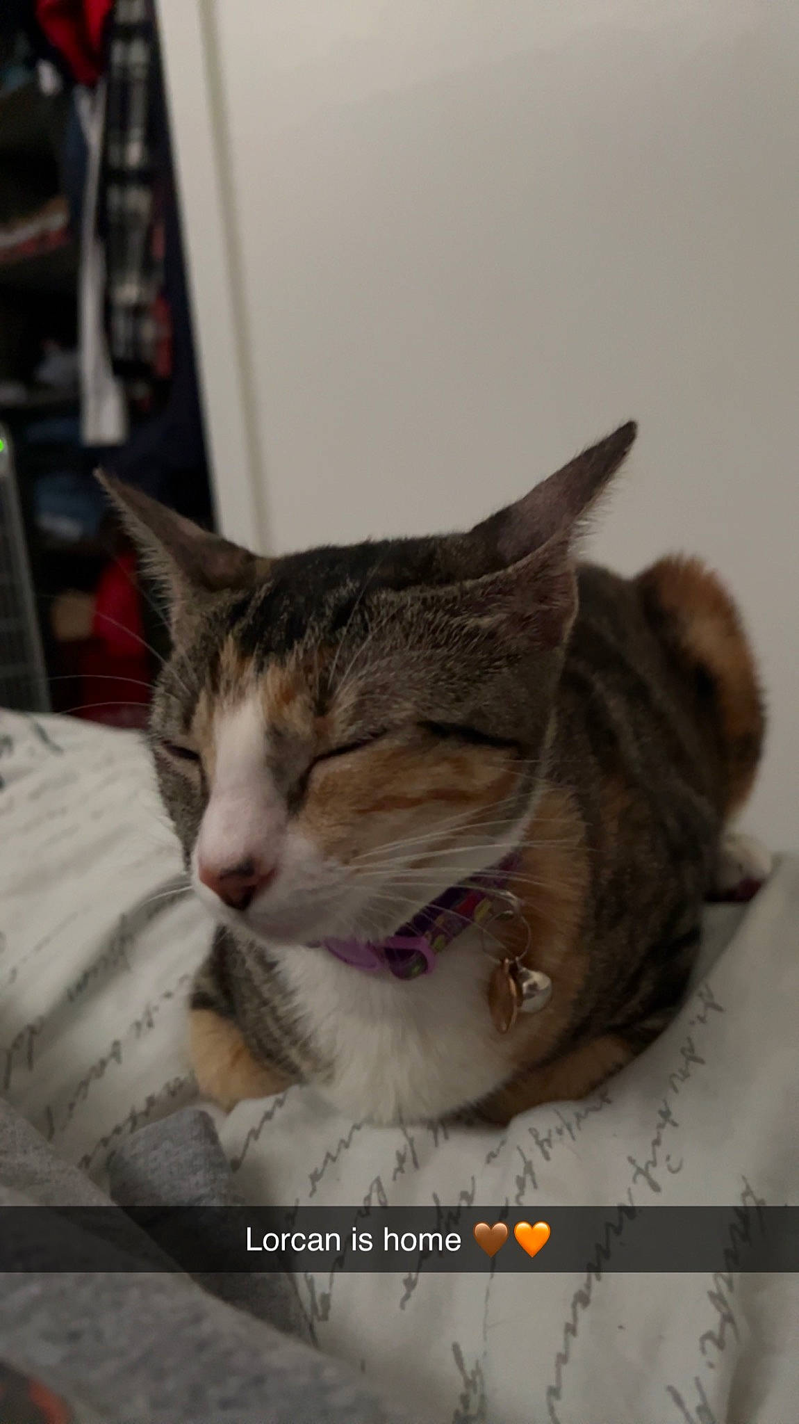 Lorcan is registered to the contest to win money with this photo: carnivore, cat, collar, comfort, domestic_short_haired_cat, felidae, fur, paw, photo_caption, small_to_medium_sized_cats, tree, whiskers, window