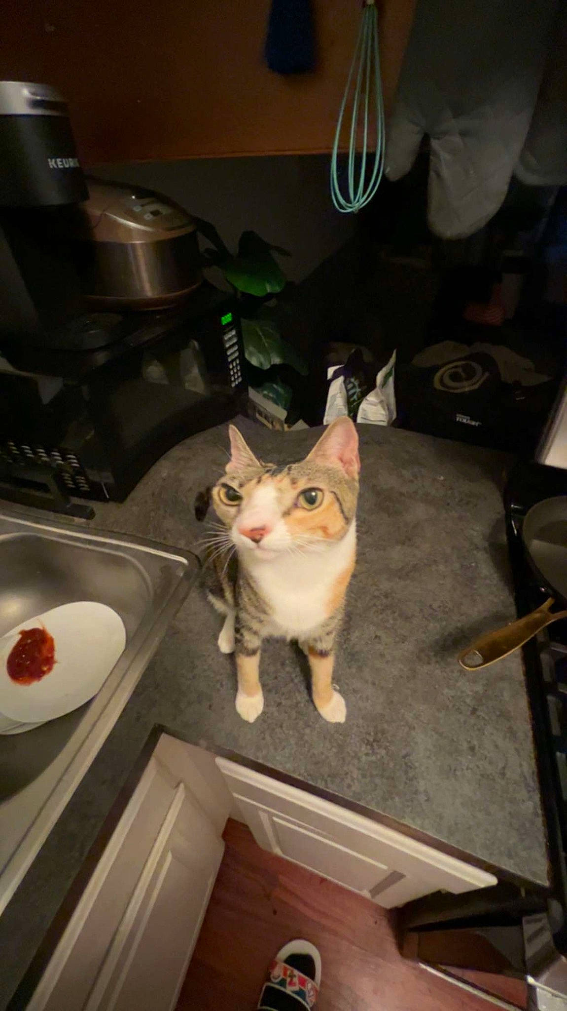 Lorcan is registered to the contest to win money with this photo: carnivore, cat, cooking, cooktop, countertop, domestic_short_haired_cat, felidae, flooring, fur, gas_stove, hardwood, home_appliance, kitchen, kitchen_appliance, sink, small_to_medium_sized_cats, stove, tail, whiskers, wood